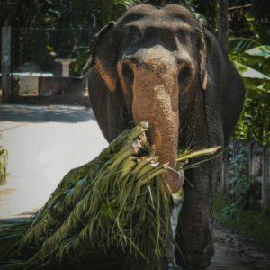 SRI LANKA