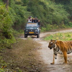 India Wildlife