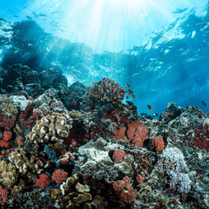 Great Barrier Reef: A Marine Wonderland