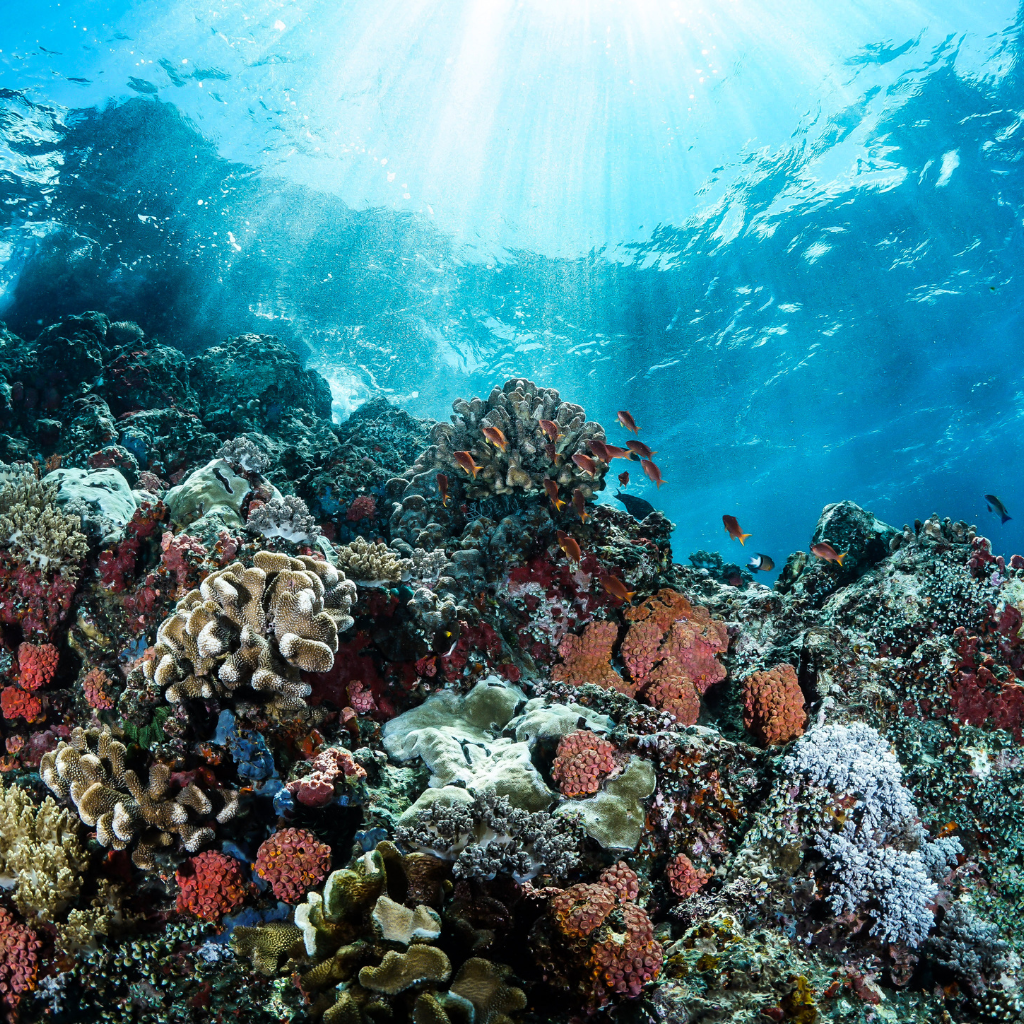 Great Barrier Reef: A Marine Wonderland