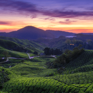 Cameron Highlands: A Cool Retreat