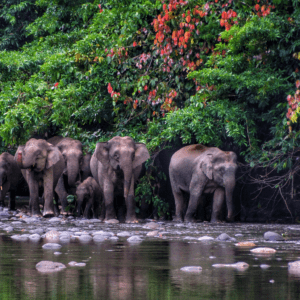 Borneo: The Wild Frontier