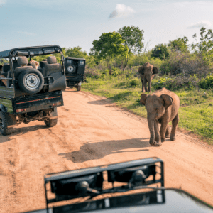 Yala National Park: Wildlife Safari