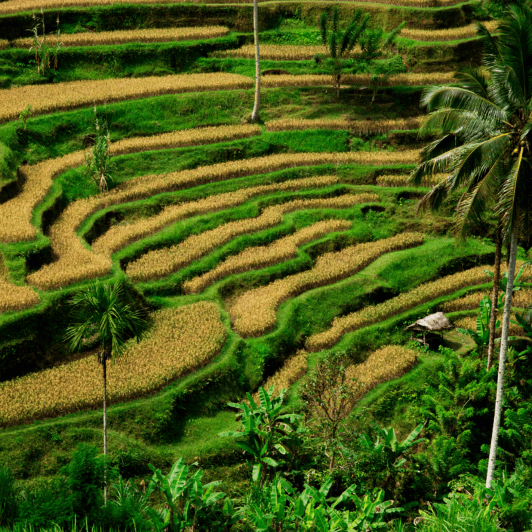 Tegallalang Rice Terraces – Iconic Landscapes