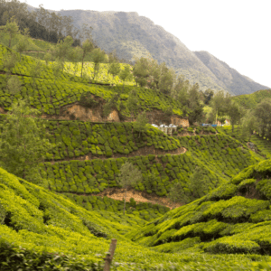 Munnar: The Queen of Hill Stations