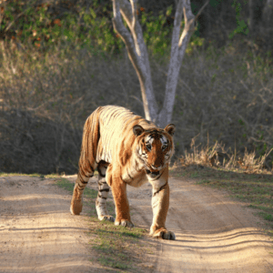 Bandipur National Park