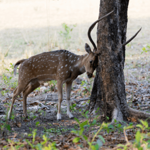 Bandhavgarh National Park: A Wildlife Enthusiast’s Paradise