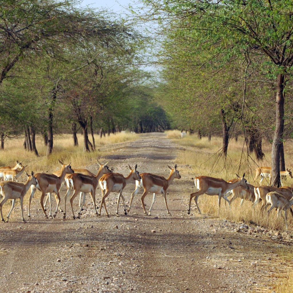 Gir National Park