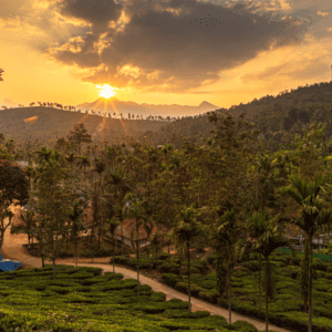 Wayanad: The Green Paradise