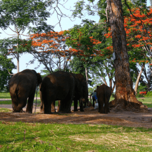 Coorg