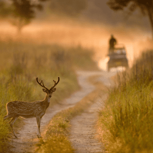 Jim Corbett National Park – A Wildlife Enthusiast’s Paradise