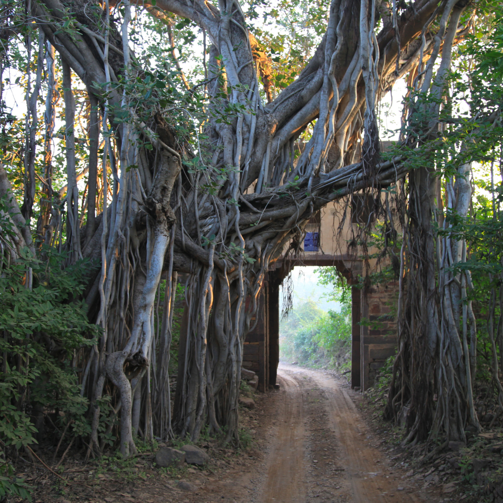 Ranthambore National Park